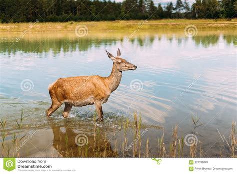 European Roe Deer Walking On Water Nature Stock Image Image Of Fauna