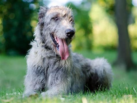 Irish Wolfhound Dog Breed Ukpets