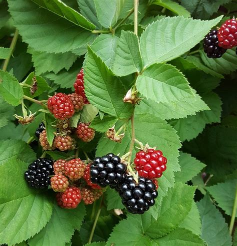 Berries Black Berry · Free Photo On Pixabay
