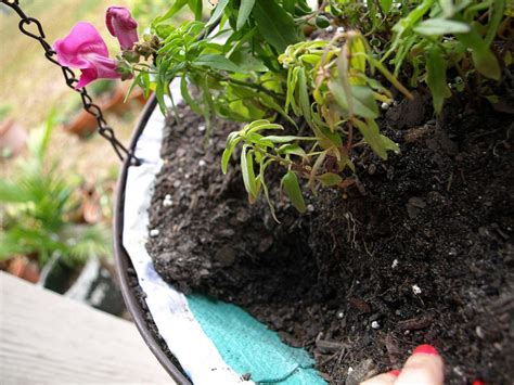 When to start hanging baskets? How to Save Hanging Baskets - Step by Step Rescue Guide