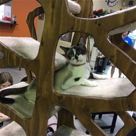 For a small entry fee, guests can bring their coffee inside while they cuddle all of our feline residents. Orlando Cat Cafe - 203 Photos & 41 Reviews - Animal ...