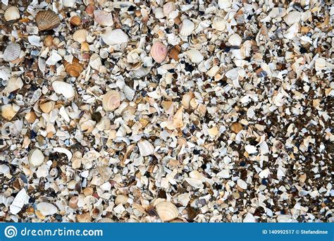 Group Of White Sea Shells On Beach Stock Image Image Of Beautiful