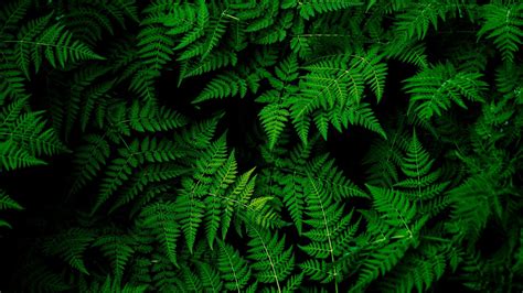 Dark Green Palm Leaves Desktop Computer