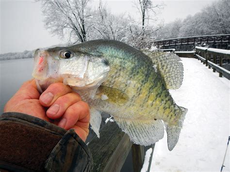 February Fishing Four Spots For Winter Crappies The Fisherman
