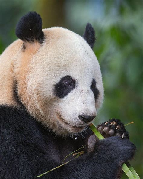Mogens Trolle On Instagram The Flute Player Giant Panda Eating