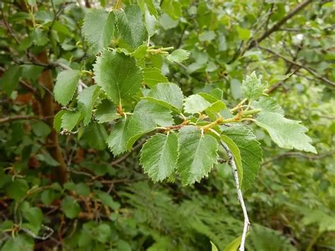 Do Birch Trees Grow In Colorado Which Varieties