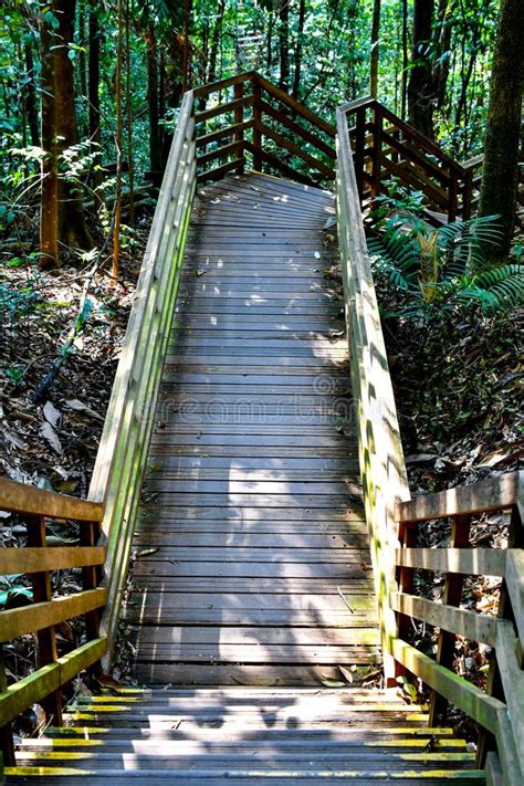 Nature Trail Boardwalk Steps And Tree Top Walk Stock Photo Image Of