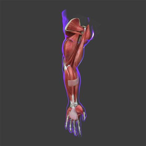 Muscles Of The Human Arm 3d Model By Dcbittorf