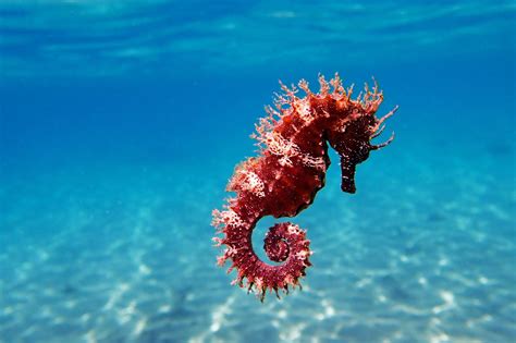 Seahorses Are One Of The Deadliest Creatures In The Sea Yes Seahorses