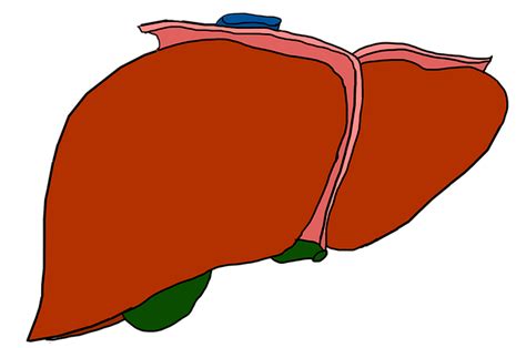 Things You Should Know Before Donating Liver For Liver Transplant