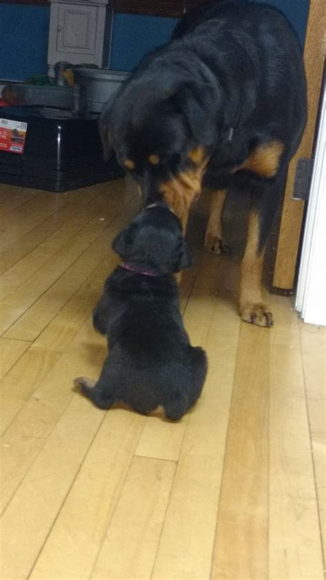 Born august sixth, will be ready to go approximately … Rottweiler Puppies For Sale | Iron Mountain, MI #263432