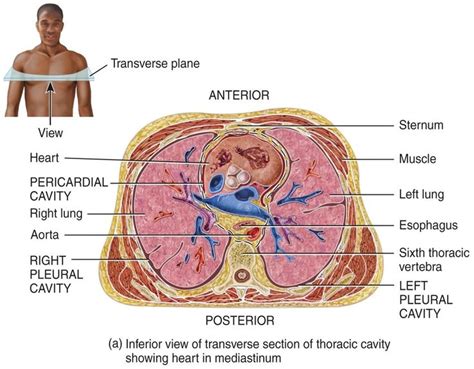 Transverse Plane Of Heart Location Nursing School Essential Thoracic Cavity Heart Location