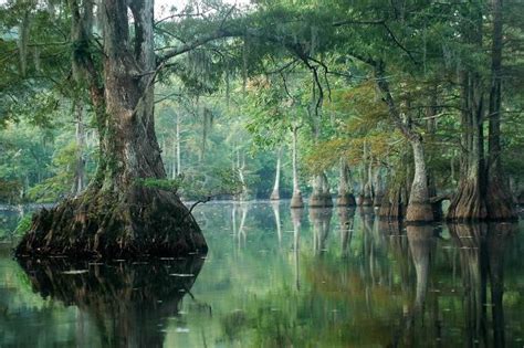 Louisiana sportsman