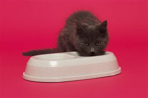 Hairballs are a relatively common problem in cats, though typically your cat should only bring up 1 a week or so.1 x research source if your cat seems to be having trouble with a hairball, you can try a home remedy, such as a hairball paste or even petroleum jelly. Why Is My Cat Throwing Up a Lot? | Cuteness