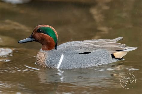 Green Winged Teal American Jens Preshaw Photography