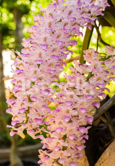 Dendrobium Stock Photo Royalty Free Freeimages