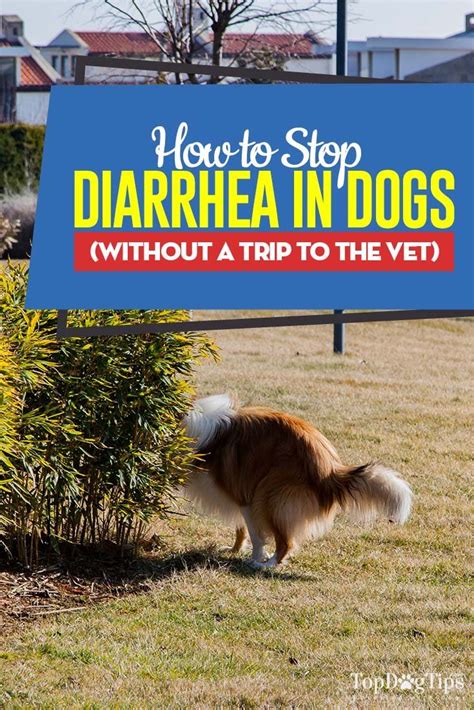 How To Stop Diarrhea In Dogs Without A Trip To The Vet Diarrhea In