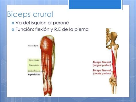 Musculos De El Muslo