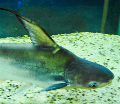 Paroon Shark Similar But Different In The Animal Kingdom