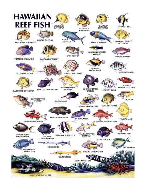 Melinda Loomis Hawaiian Reef Fish Card