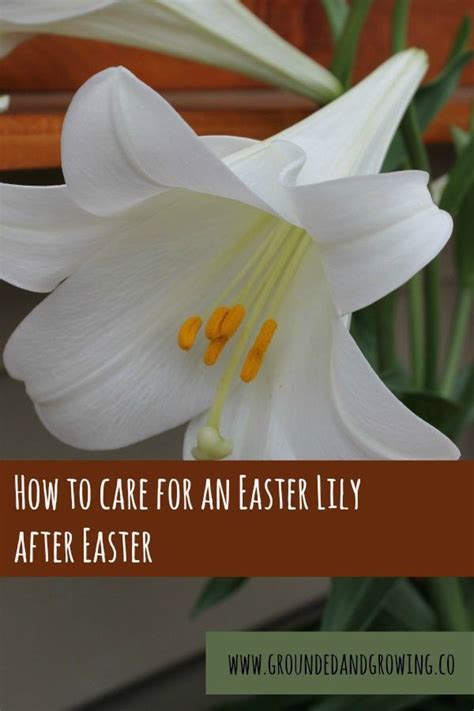 How To Care For An Easter Lily After Easter Easter Lily Lily Plant Care