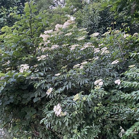 Sambucus Canadensis 3 American Elderberry Scioto Gardens Nursery