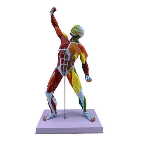 Buy Professional Educational Model Anatomica Model Muscles 50cm Human