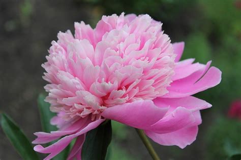 We did not find results for: Pink Flowers: 21 Types + Pictures | FlowerGlossary.com