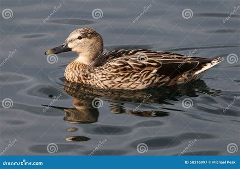 Gadwall Drake Duck Stock Image Image Of Wings Wildlife 58316997