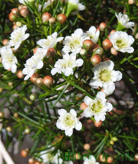 Australian Wax Flowers Chamelaucium Delivered As Ts