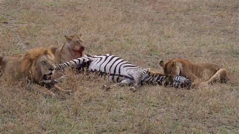 Lions Killing Zebra Youtube
