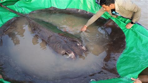 شاهد أكبر أسماك المياه العذبة كمبودي يستخرج سمكة راي تزن 300 كلغ
