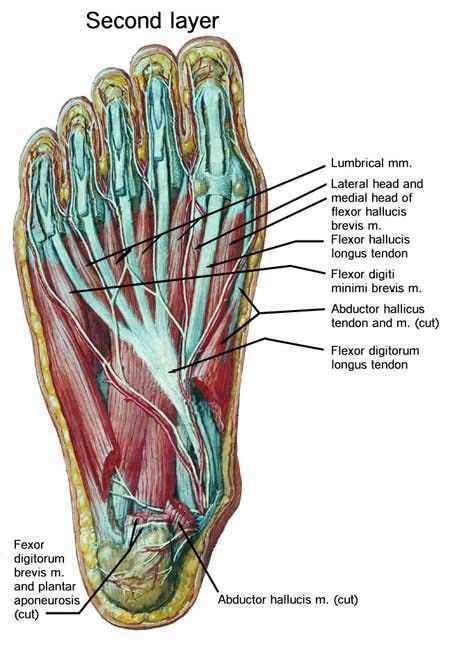 Foot muscles and tendons diagram. The extensor hallucis brevis is a muscle on the top of the ...