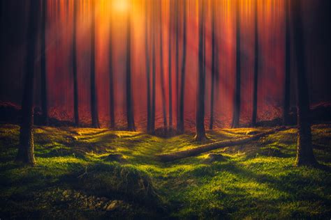 Sun Rays Wallpaper 4k Forest Grass Woods Tall Trees