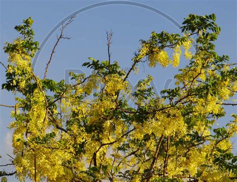 Image Of Golden Shower Tree，golden Shower Senna，indian Laburnum，pudding
