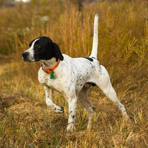 English Pointer Puppy Puppy And Pets