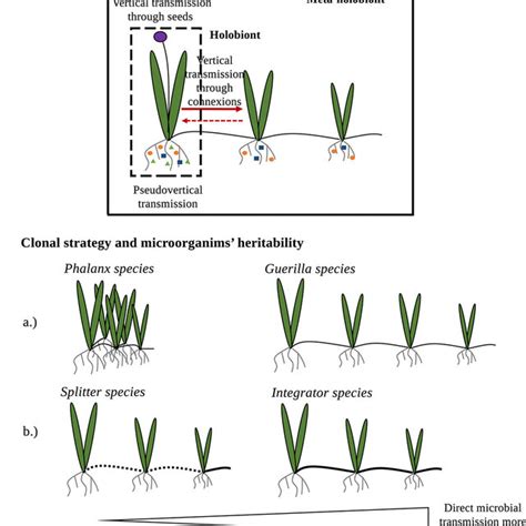 Organization Of A Clonal Plant Sequential Growth And Plastic