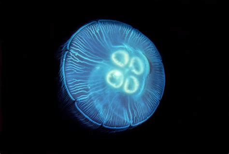 David Wrobel Photography Scyphozoan Jellyfish