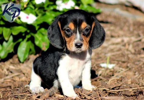 The family puppy has been finding the perfect pet for your family for over 40 years! Pin by Lisa on Beagles | Beagle puppy, Corgi beagle mix ...