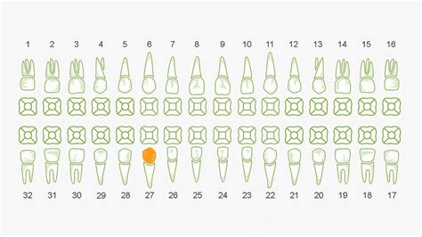 Odontograma O Que é Como Utilizar E Importância