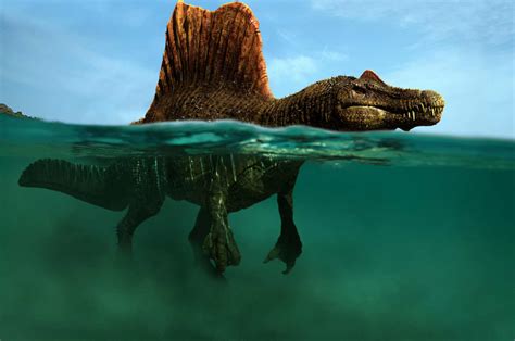 Spinosaurus The First Semi Aquatic Dinosaur Facts And
