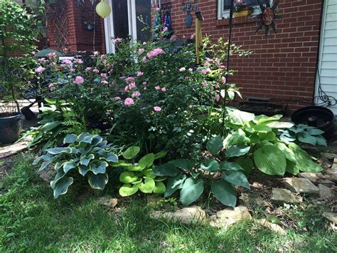 Hostas And Roses Backyard Plants Outdoor Structures
