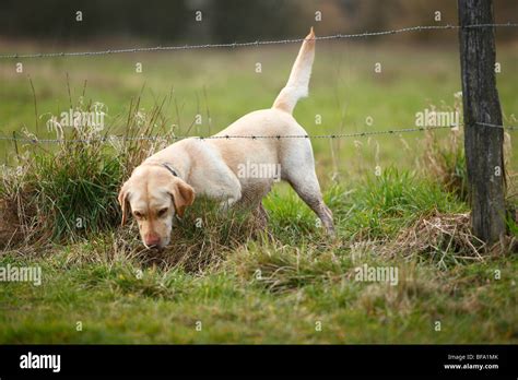 Dog Crawling Under Fence Hi Res Stock Photography And Images Alamy