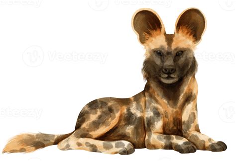 African Wild Dog Savanna Animals Watercolor Illustration 9372960 Png