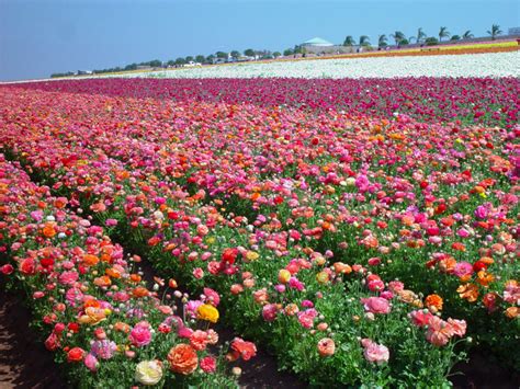 The Flower Fields At Carlsbad Ranch Visit Carlsbad