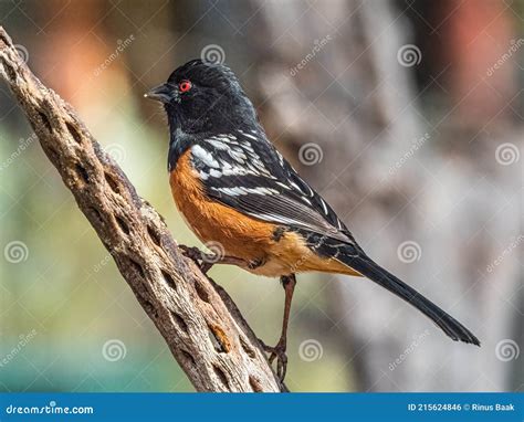 Adult Male Spotted Towhee Stock Photo Image Of Perch 215624846