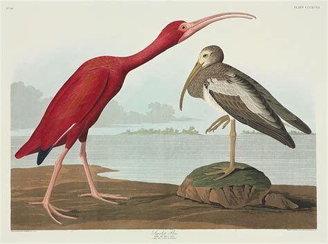 John James Audubon Creator Of The Birds Of America Book Natural