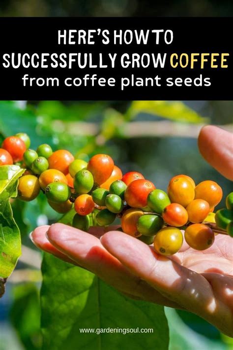 Heres How To Successfully Grow Coffee From Coffee Plant Seeds Coffee
