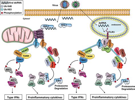 Zika virus inhibits rlr signaling. Frontiers | The Role of Optineurin in Antiviral Type I ...