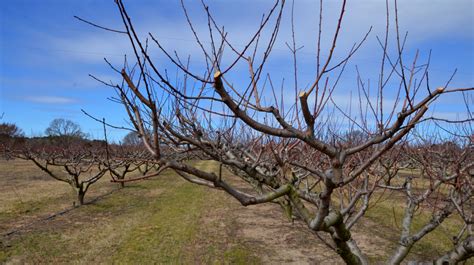 Pruning Season Upon Us For Most Trees And Shrubs